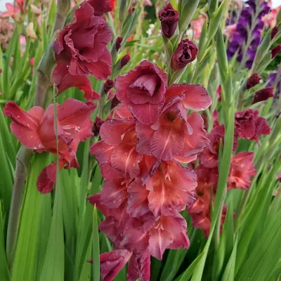 Blush-flowered cornflag hybrid, Gladiolus x pudibundus (Gladiolus  cardinalus x Gladiolus blandus). Handcoloured copperplate engraving by  Weddell after J. Hart from John Lindley and Robert Sweet's Ornamental  Flower Garden and Shrubbery, G. Willis,