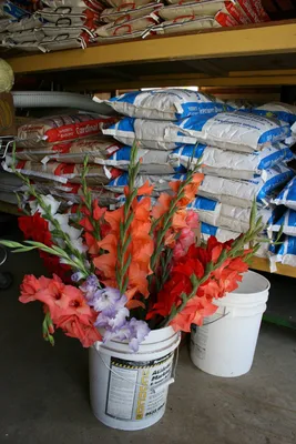 Gladiolus 'Debussy' - Pheasant Acre Plants UK | Gladiolus flower, Flower  identification, Gladiolus