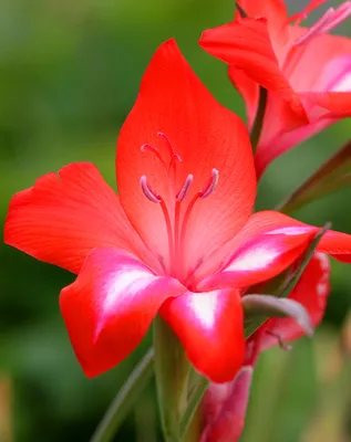 Realistic Hyper-detailed Rendering of a Gladiolus Flower Stock Photo -  Image of rendering, pink: 296184414