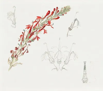 Plantes et Fleurs - Glaïeul cardinal - Gladiolus cardinalis