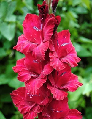 Stained Glass Red Gladiolus Centerpieces for Dining Table Home Decor  Farmhouse Gift for Here - Etsy