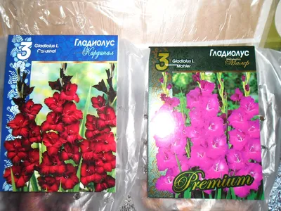 Advances in Gladiolus Breeding | PDF | Plant Breeding | Flowers