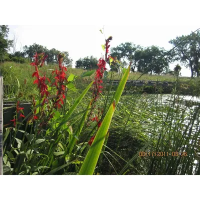 Earlybird Cardinal™ Reblooming Daylily | Brecks Premium Bulbs