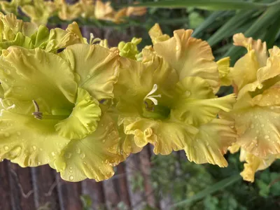 Gladiolus Kiev SBS - Mr Middleton Garden Shop