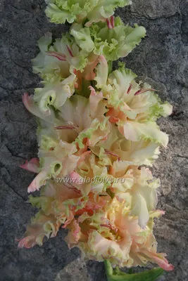 Искусственный гладиолус. Купить искусственные цветы Киев