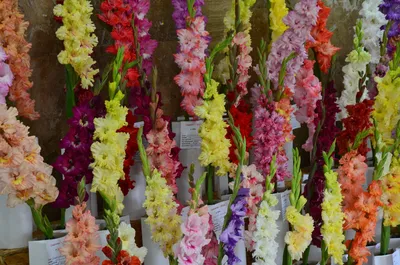 Букет из 11 разноцветных гладиолусов, доставка цветов по Киеву