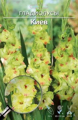 Купить семена: Гладиолус Kiev - цены,фото,отзывы | Green-Club.com.ua