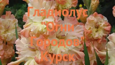 Гладиолус Курск, р-р 10/12, 5 шт (3337166) - Купить по цене от 77.13 руб. |  Интернет магазин SIMA-LAND.RU