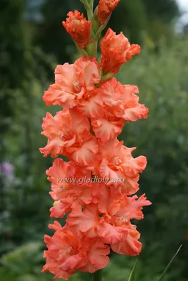 Pin by Claire on Flowers, Flowers Galore..... | Flowers, Gladiolus, Rhizome