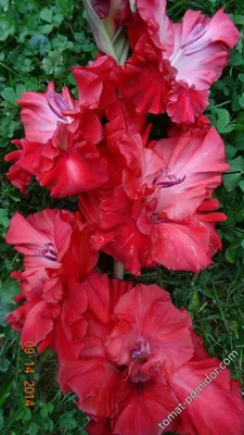 Gladiolus | Flowers, Beautiful flowers, Gladiolus