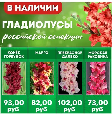 https://sadisam.ru/2023/12/15/gladiolusi/