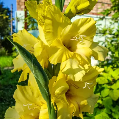 Купить Гладиолус Nova Lux - Гладиолус - GardenPlants