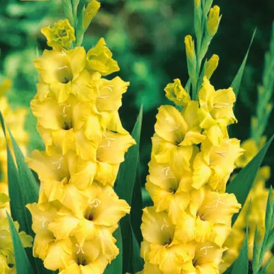 Гладиолус Нова Люкс (Gladiolus Nova Lux) купить луковицы в Москве по низкой  цене, доставка почтой по всей России | Интернет-магазин Подворье