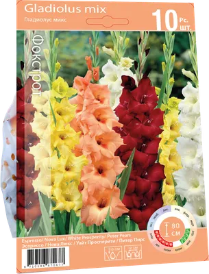 Купить луковицы Гладиолус Нова Люкс от Holland Bulb Market, 5575