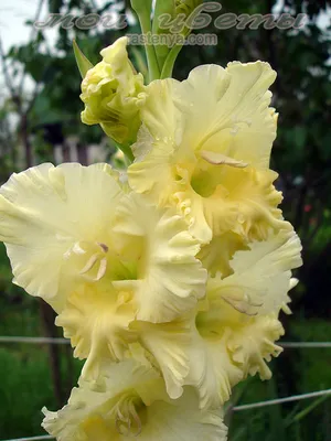 Гладиолус Nova Lux (Нова Люкс)🌸 - купить луковицы и клубни в Украине |  FLORIUM.UA✓