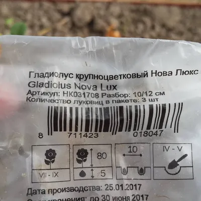 Гладиолус Мэри Хаусли 1 шт Семена Алтая – Иван-и-Марья интернет-магазин для  садоводов с доставкой по всей России.