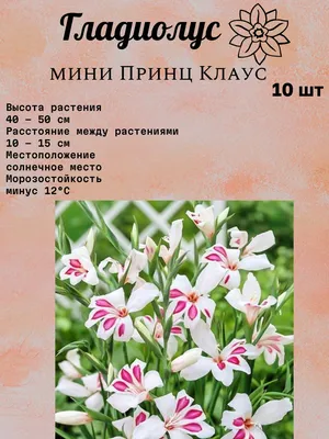Гладиолусы (Луковицы) из Голландии. Покупайте по ценам поставщика!