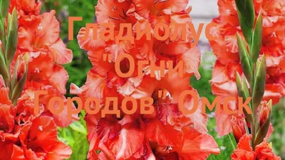 Гладиолус обыкновенный Омск (gladiolus omsk) 🌿 Омск обзор: как сажать,  луковицы гладиолуса Омск - YouTube