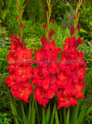 GLADIOLUS LARGE FLOWERING 'OSCAR' 12/14 CM. (10 PKGS.X 10) | Rotex  Flowerbulbs BV