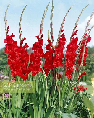 Gladiolus Oscar... stock photo by Nova Photo Graphik, Image: 0863693