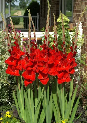 Red Oscar Gladiolus Bulbs at Lowes.com