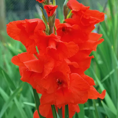 Gladiolus grandiflora 'Oscar' - Rose Cottage Plants