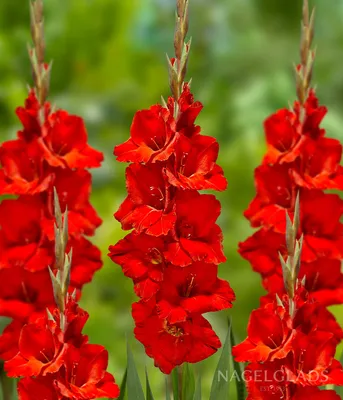 Oscar Gladiolus Flower Bulbs – Nagel Gladiolus Bulbs