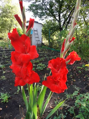 Гладиолус Оскар Gladiolus Oscar - купить луковицы цветов с доставкой по  Украине в магазине Добродар