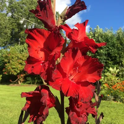 Gladiolus 'Oscar', Gladioli 'Oscar' (Large-flowered) - uploaded by  @carolecuttingitfine