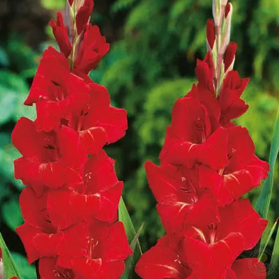 Гладиолус Оскар (Gladiolus Oscar) купить луковицы в Москве по низкой цене,  доставка почтой по всей России | Интернет-магазин Подворье