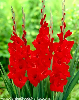 Gladiolus Oscar - large pack! - 50 pcs – Garden Seeds Market | Free shipping