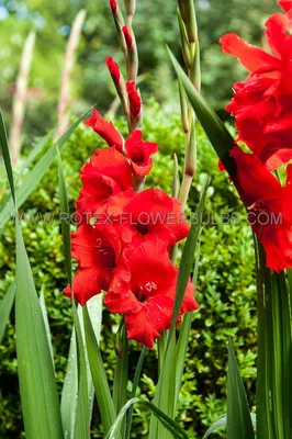 Gladiolus 'Oscar' \" Poster for Sale by Chris Burrows | Redbubble