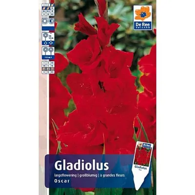GLADIOLUS LARGE FLOWERING 'OSCAR' 12/14 CM. (10 PKGS.X 10) | Rotex  Flowerbulbs BV