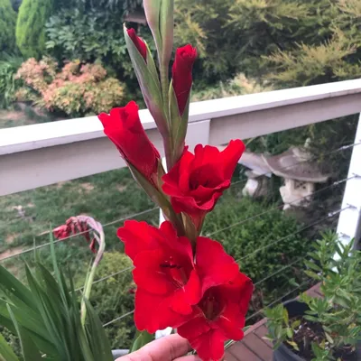 Mečík Oskar (Gladiolus) | Garden-en.com