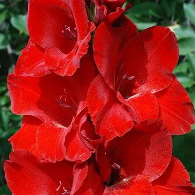 Gladiolus flower Bulbs- Gladioli OSCAR - 10x BULBS | eBay