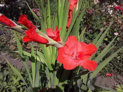 Gladiolus 'Oscar', Gladioli 'Oscar' (Large-flowered) - uploaded by @vivo44