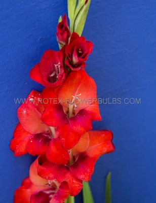 Gladiolus flower Bulbs- Gladioli OSCAR - 10x BULBS | eBay