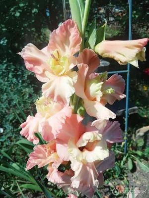 GLADIOLUS LARGE FLOWERING 'OSCAR' 12/14 CM. (10 PKGS.X 10) | Rotex  Flowerbulbs BV