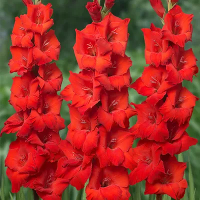 Gladiolus OSCAR - Sibullilled