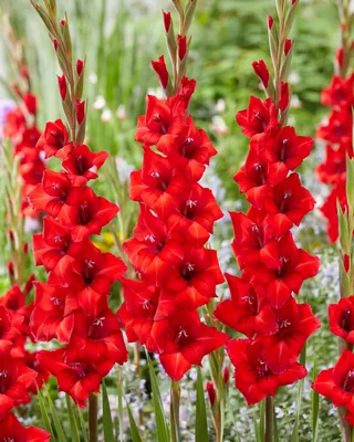 Tanie - Mieczyk Gladiolus Oscar - Hurt | Detal | Botanik Sklep Online