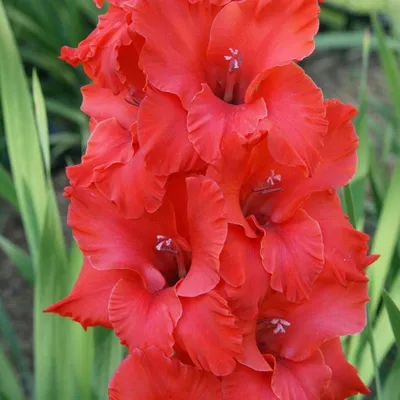 Range - Vigo Gladiolus