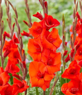 Oscar Large Flowering Gladiolus - 8 Bulbs - 14/+ cm - Walmart.com