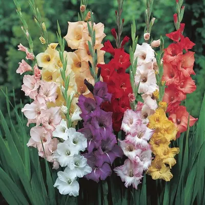 Red Balance Gladiolus Flower Bulbs – Nagel Gladiolus Bulbs