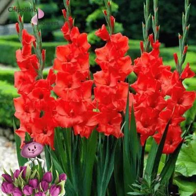 Gladiolus Mieczyk Wielkokwiatowy Oscar 5 szt. - Cebule-kwiatowe.pl