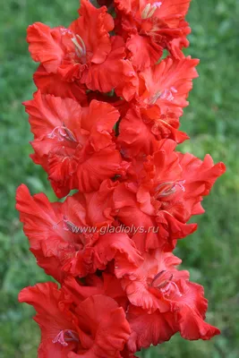 Gladiolus Oscar (10 ks) Mečík Oscar - PRODEJ ROSTLIN