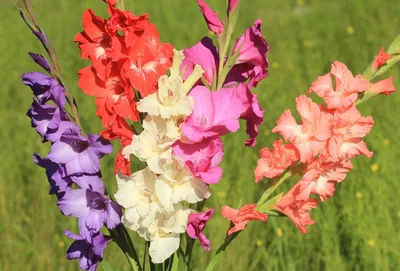 Gladiolus hortulanus – mečík zahradní • Pladias: Database of the Czech  flora and vegetation