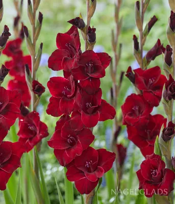 Gladiolus Oscar - 10 løk - Botanisk Verden