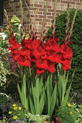 Gladioli, Oscar – William Dam Seeds