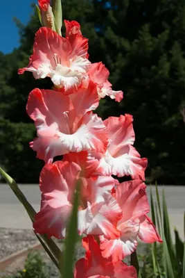 Gladiolus 'Oscar', Gladioli 'Oscar' (Large-flowered) - uploaded by  @carolecuttingitfine