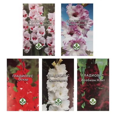 Fat Boy Gladiolus Flower Bulbs – Nagel Gladiolus Bulbs